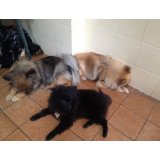 Serviço de Dog Sitter preço na Vila Buarque