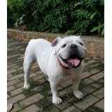 Serviço de Dog Sitter preços na Vila Mascote