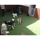 Serviço de Passeador de Cães na Vila Dom Pedro I