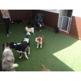 Serviço de Passeador de Cães na Vila Natália