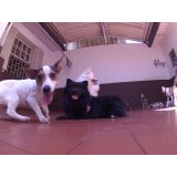 Serviços de Day Care Canino na Vila Alpina