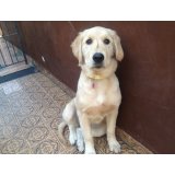 Valor de Hospedagem Canina na Vila Antonieta