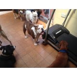 Valores Adestramentos de Cachorro na Vila Califórnia