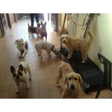 Valores da Hospedagem Canina na Chácara Itaim