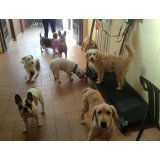 Valores da Hospedagem Canina no Jardim Sorocaba