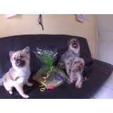 Valores de Daycare Cachorro no Piraporinha