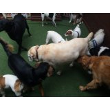 Valores Serviço de Passeador de Cães na Vila Argentina