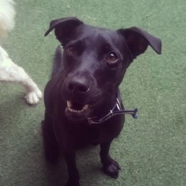 Valor Adestrador Canino na Jordanópolis - Adestrador de Cães no ABC