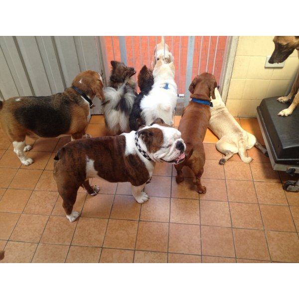 Valor Adestramentos de Cachorro na Vila Eldízia - Adestramento de Cães em São Caetano
