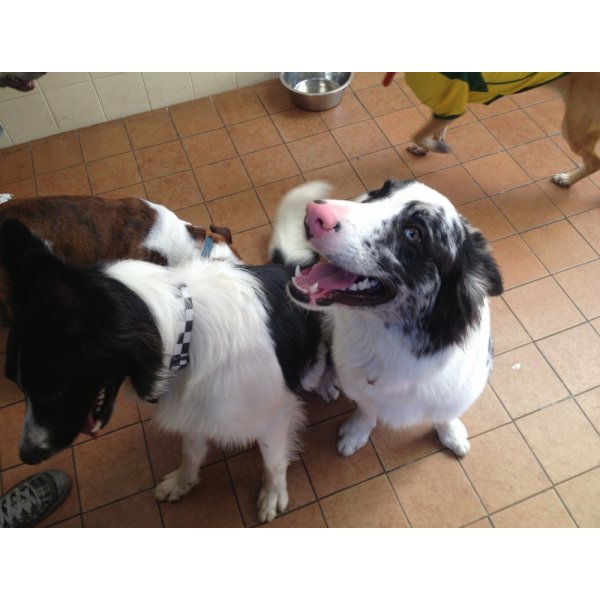 Valor da Hospedagem Canina na Vila Gumercindo - Hotel para Cães em São Caetano