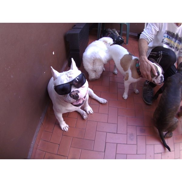 Valor Daycare Pet na Vila Augusto - Dog Care no Bairro Barcelona
