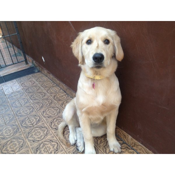 Valor de Hospedagem Canina na Vila Antonieta - Hotel para Cães em São Caetano
