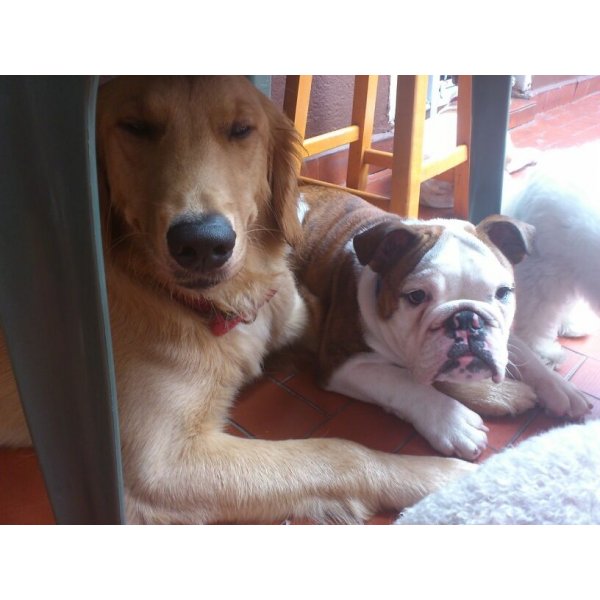 Valor de Hotel Dog na Vila São Pedro - Hotel para Cães