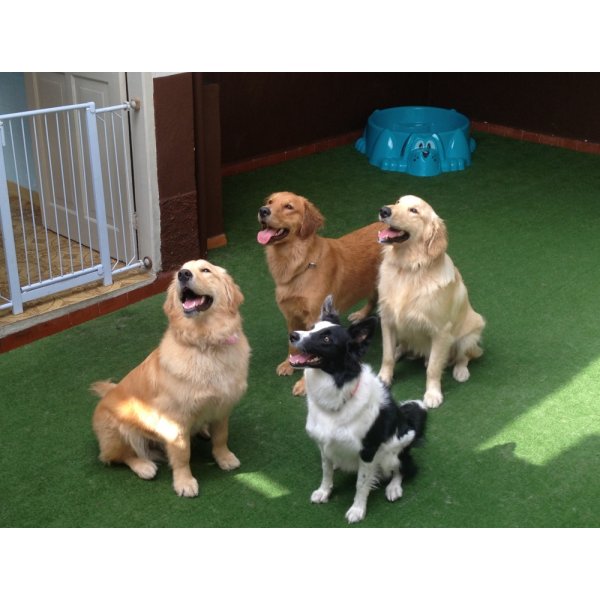 Valor Hotéis para Cães no Inocoop - Hotel para Cães no Bairro Jardim