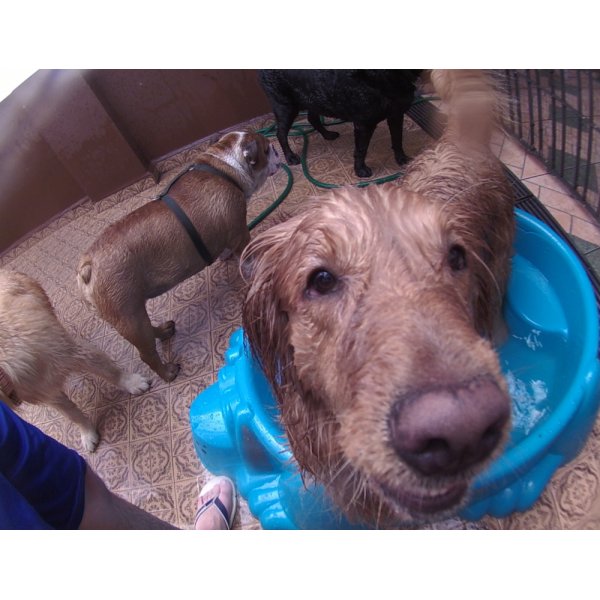 Valor Serviço de Daycare Canino na Vila Congonhas - Day Care para Cães