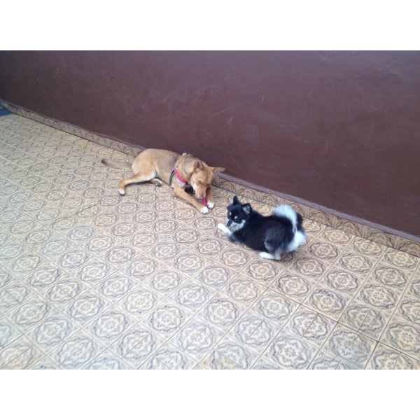 Valores Adestramento de Cães no Jardim Santo Alberto - Serviço de Adestramento de Cães