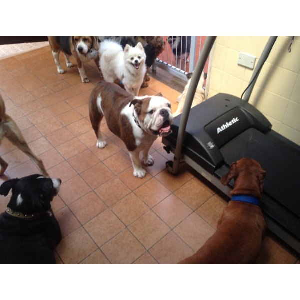 Valores Adestramentos de Cachorro na Vila Guaraciaba - Adestrar Cães