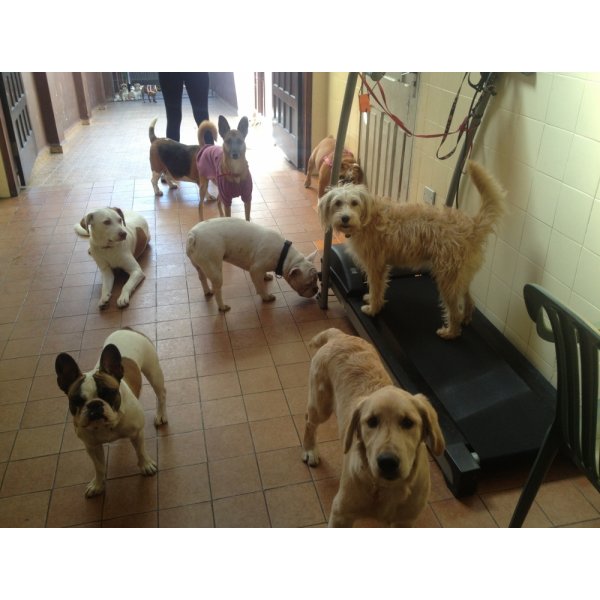 Valores da Hospedagem Canina na Vila Almeida - Hotel para Cães em São Caetano