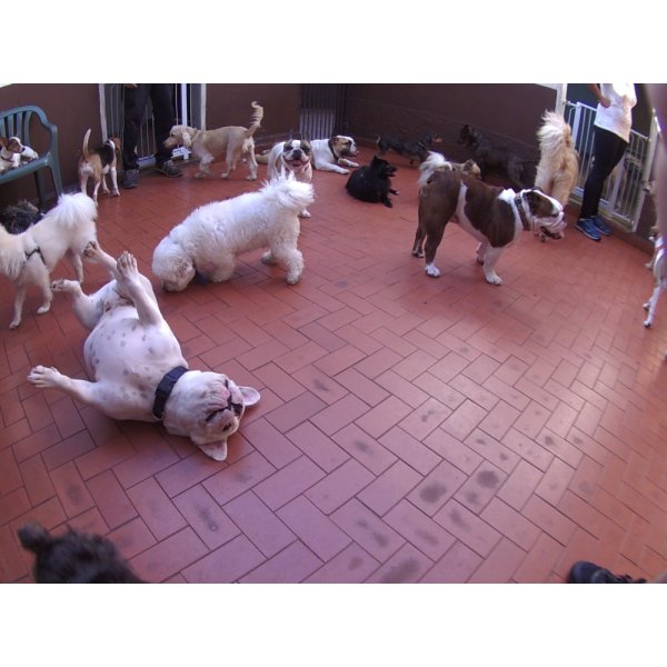 Valores Daycare Pet na Vila do Cruzeiro - Daycare Dogs