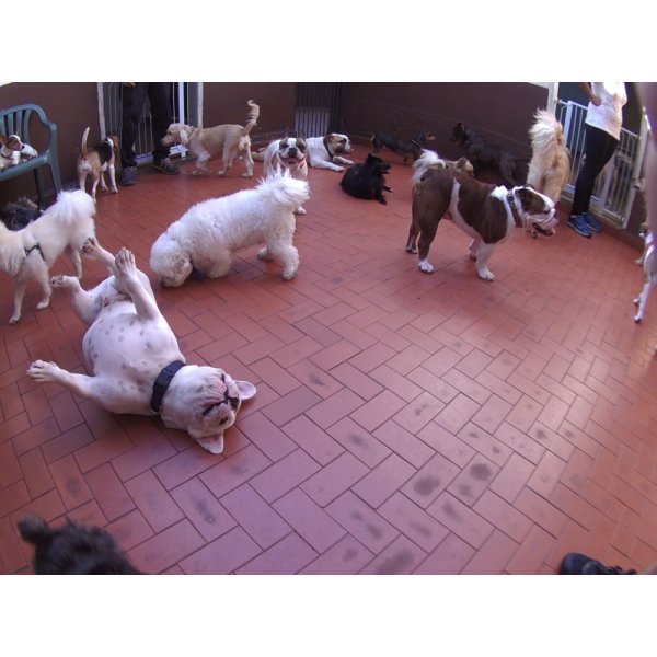 Valores Daycare Pet na Vila Graciosa - Day Care Dog