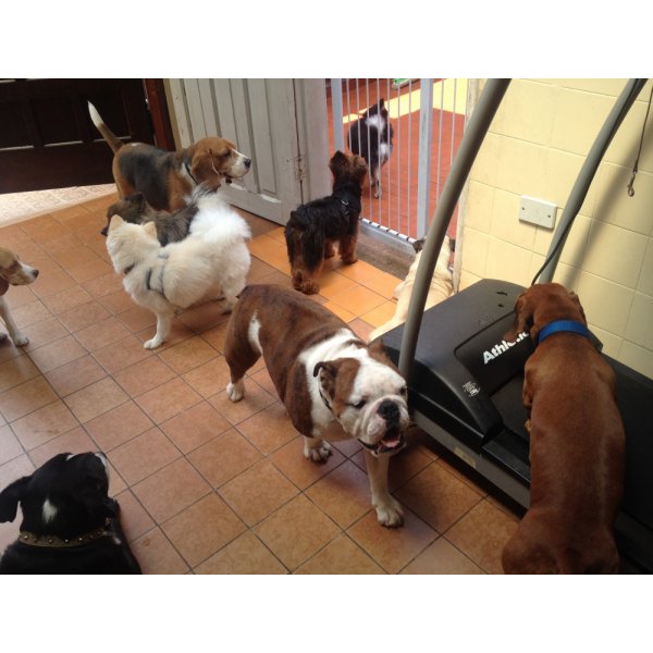 Valores de Adestramentos de Cachorro na Ponte Grande - Adestramento de Cães no Bairro Barcelona