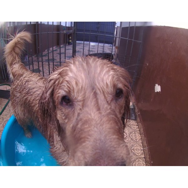 Valores de Serviço de Daycare Canino no Paraíso do Morumbi - Serviço de Day Care para Cães