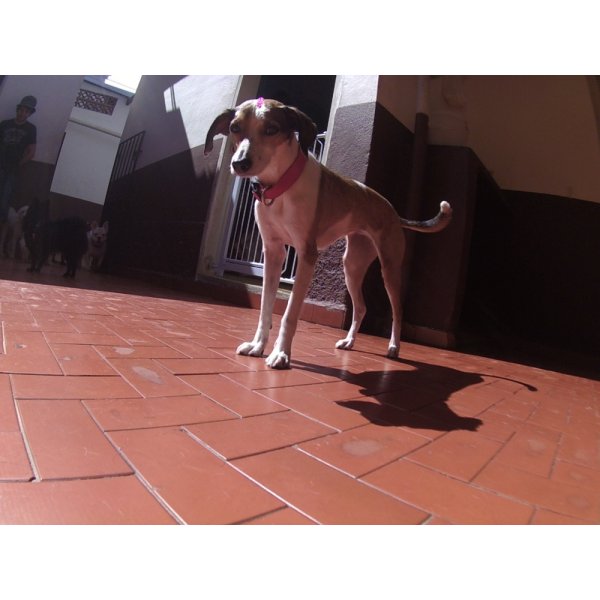 Valores de Serviços de Daycare Canino no Jardim do Estádio - Day Care Dogs